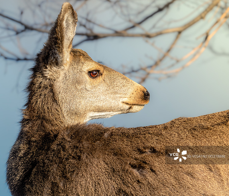 鹿的特写，科罗拉多州商业城，美国图片素材