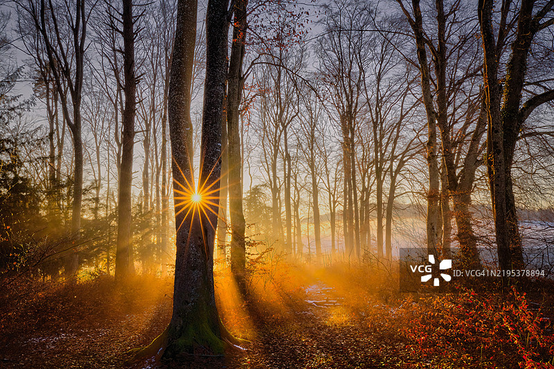 秋天森林中的树木图片素材