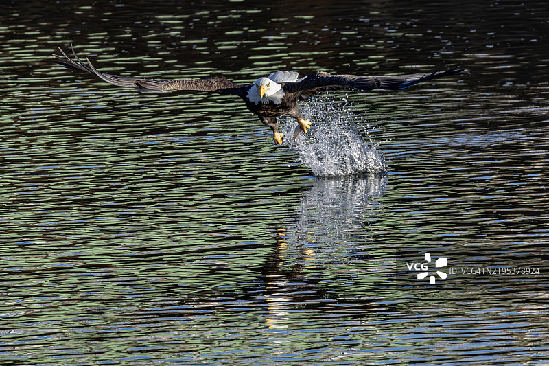 侧面视角的猛禽在爱荷华州爱荷华城的湖面上飞翔， 美国图片素材