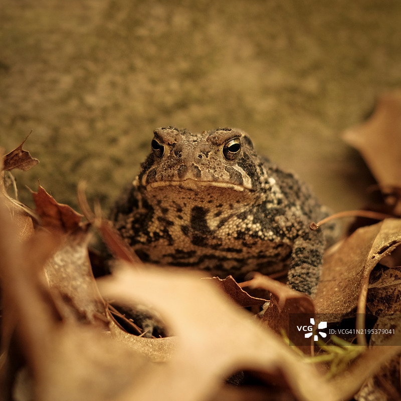 青蛙特写，马萨诸塞州普利茅斯，美国图片素材
