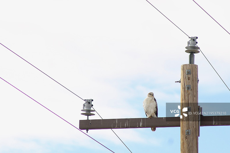 低角度视图的鸟栖息在电缆上，背景是天空，天堂谷，内华达州，美国图片素材