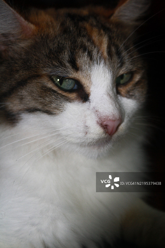 猫的特写，危地马拉图片素材