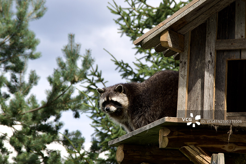 低角度视图的熊在木头上，背景是天空，奥地利图片素材