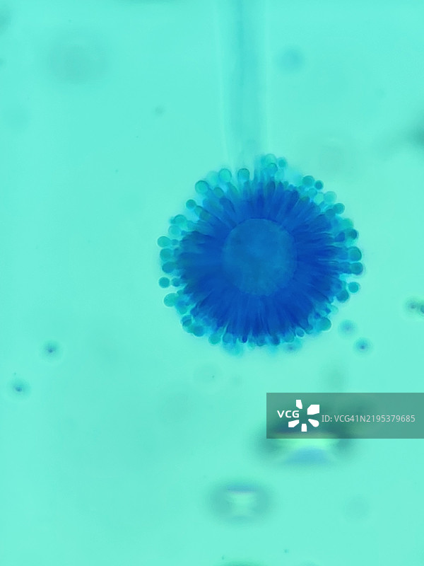 有分生孢子和瓶状孢子的曲霉真菌果实体图片素材