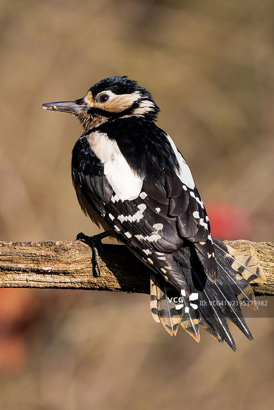 啄木鸟的特写镜头图片素材