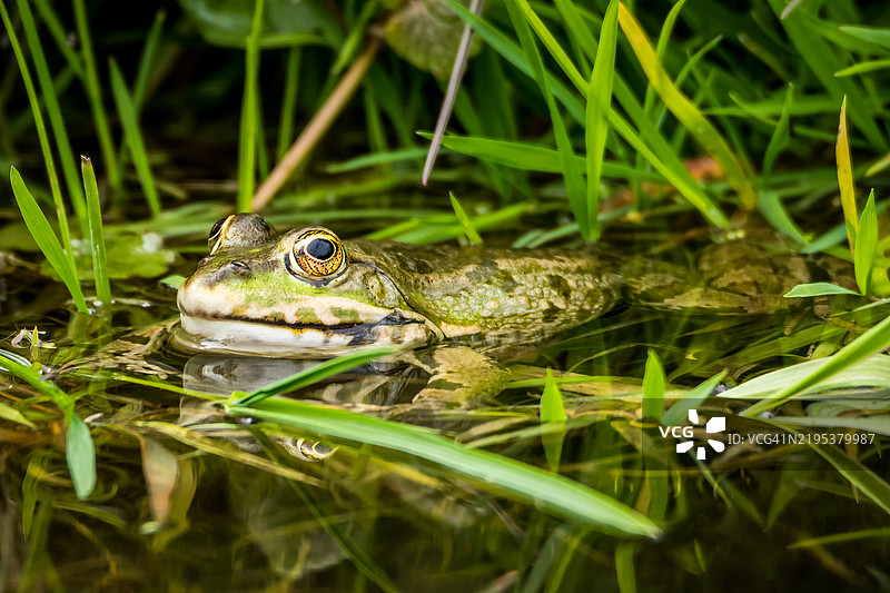 沼泽中水蛙的特写镜头图片素材