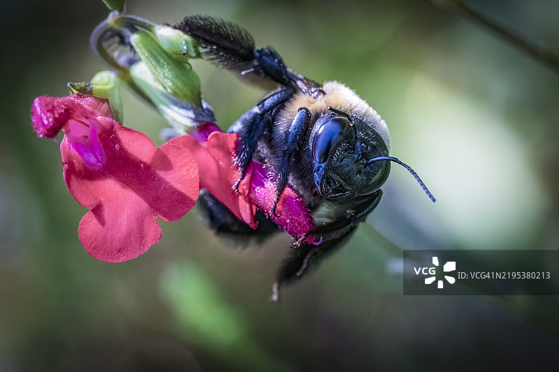 花朵上的昆虫特写，弗吉尼亚州夏洛茨维尔，美国图片素材