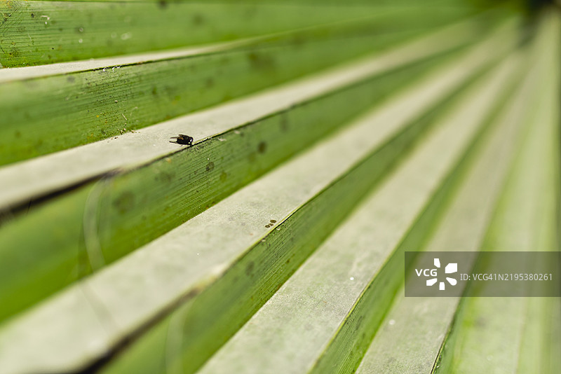 棕榈叶特写图片素材