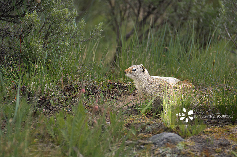草地上侧面视角的狐狸，黄石国家公园，怀俄明州，美国图片素材