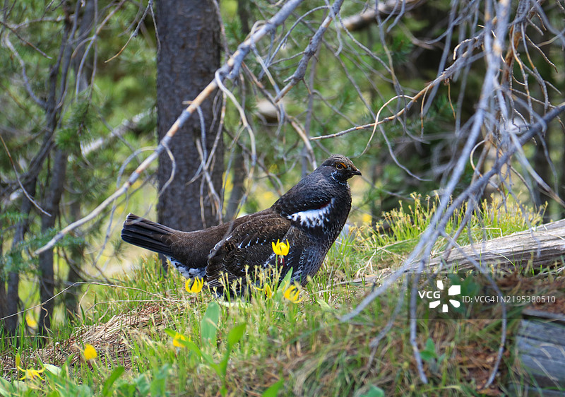 黄石国家公园，怀俄明州，美国，田野上的松鸡特写图片素材