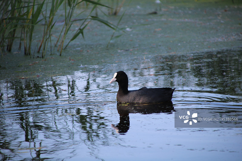 荷兰湖面上游泳的鸭子侧面视图图片素材