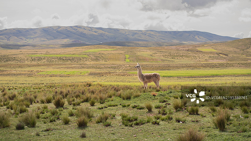 在多云的天空下，鹿站在草地上。图片素材