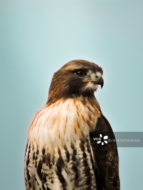 蓝色背景下的鹰特写，纽约，美国图片素材