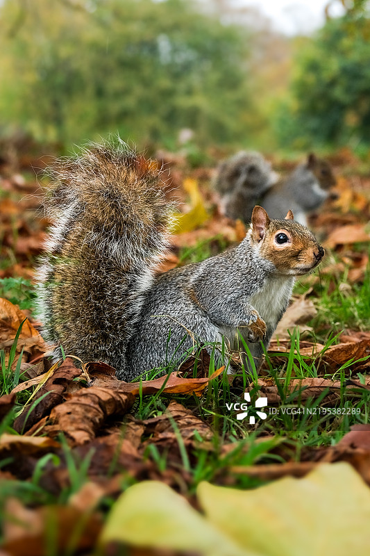 灰色美国红松鼠在田野上的特写，约克，英格兰，英国图片素材
