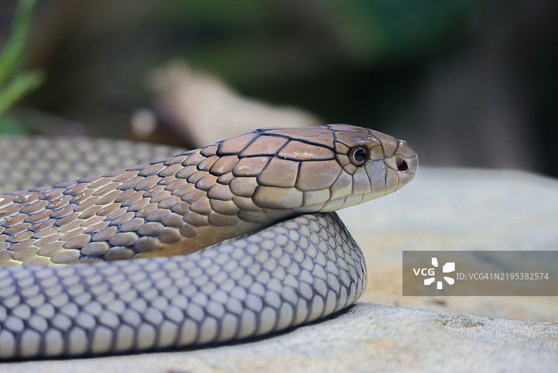 眼镜蛇特写，英国，英国图片素材