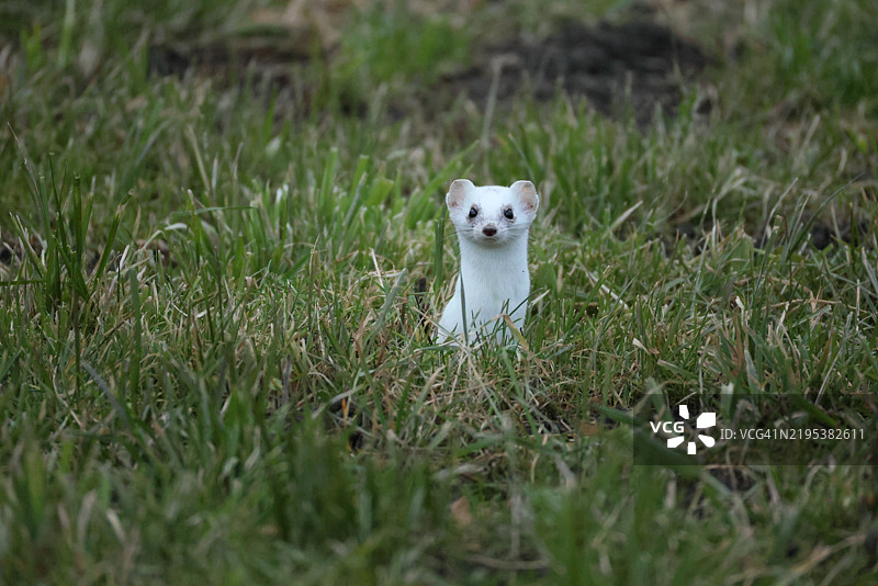 白色狗狗在草地上的肖像图片素材