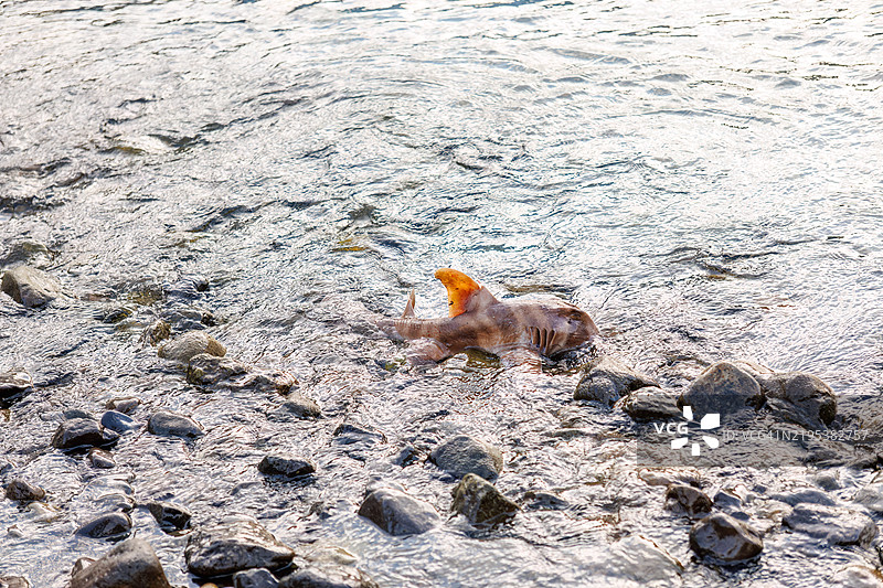 日本双头鲨,Heterodontus japonicus。之后,他们心情愉快地返回海洋。我有幸陪他乘船用龙虾刺网捕鱼。静冈县南伊豆町的平藏滨海滩,伊豆半岛,- 2024图片素材