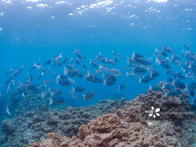 一群美丽的黄鳍羊鱼（Mulloidichthys vanicolensis）、白鞍羊鱼（Parupeneus ciliatus）、东方蝴蝶鱼（Chaetodon aurites）、大鳞黑鱼（Girella punctata）等鱼类。图片素材