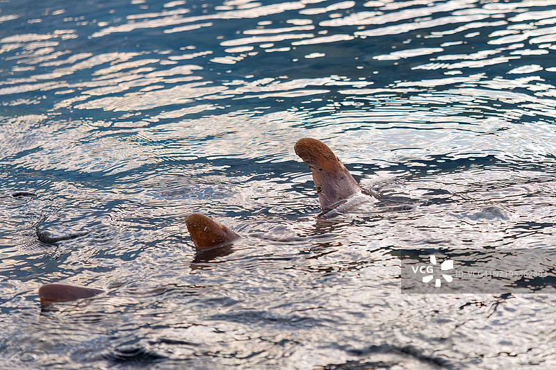 日本双头鲨,Heterodontus japonicus。之后,他们心情愉快地返回海洋。我有幸陪他乘船用龙虾刺网钓鱼。静冈县南伊豆的平藏滨海滩,伊豆半岛,- 2024图片素材