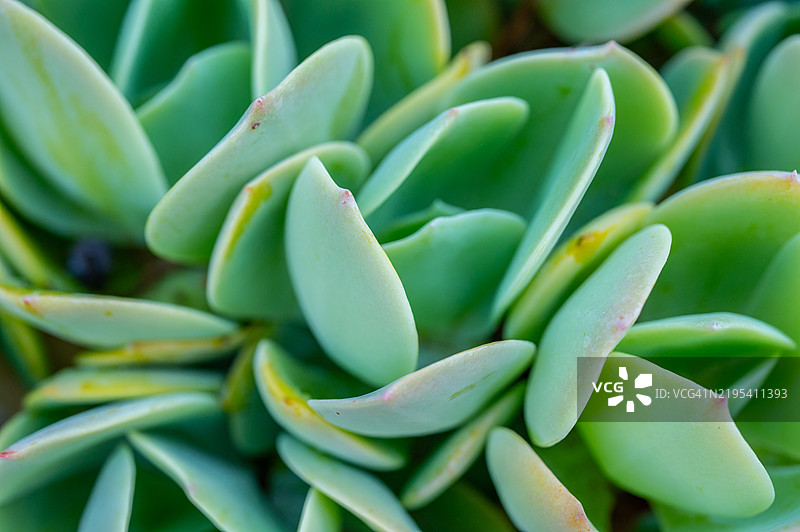多肉植物景天科的抽象纹理与背景。图片素材
