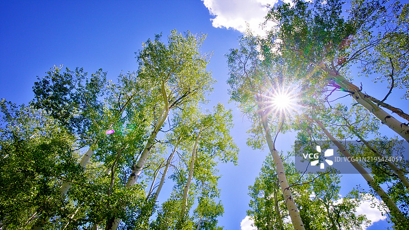 天空中的树。图片素材