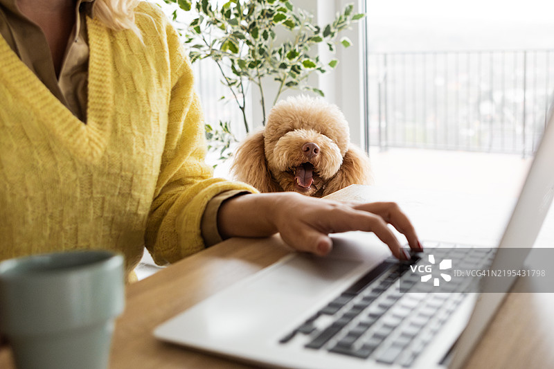 女人和她可爱的狗共享家庭办公室图片素材