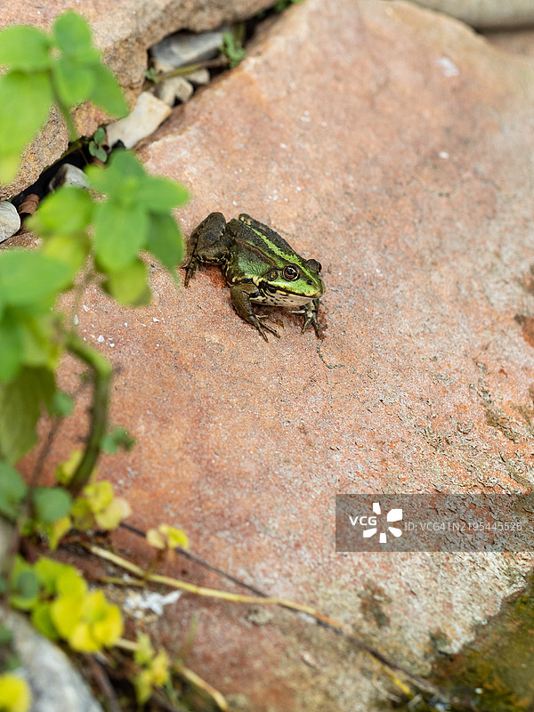 一只绿色的青蛙在阳光明媚的日子里，坐在水边的岩石上。花园里的沼泽青蛙坐在池塘旁。图片素材