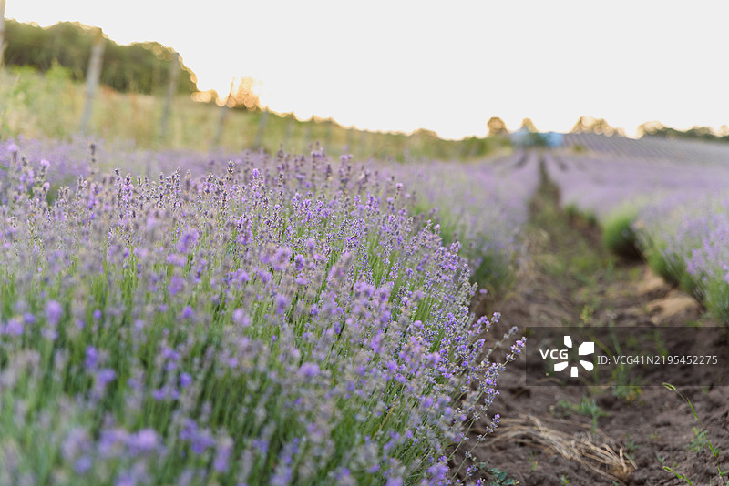 日落时分，田野中盛开的薰衣草植物排成行。香草种植与乡村风景的概念图片素材
