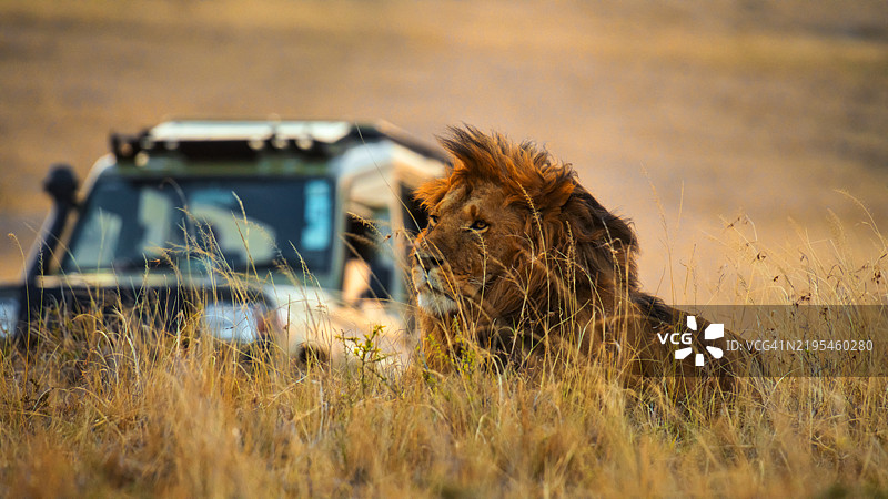警觉的雄狮在高高的金色草丛中观察野生动物园车辆图片素材