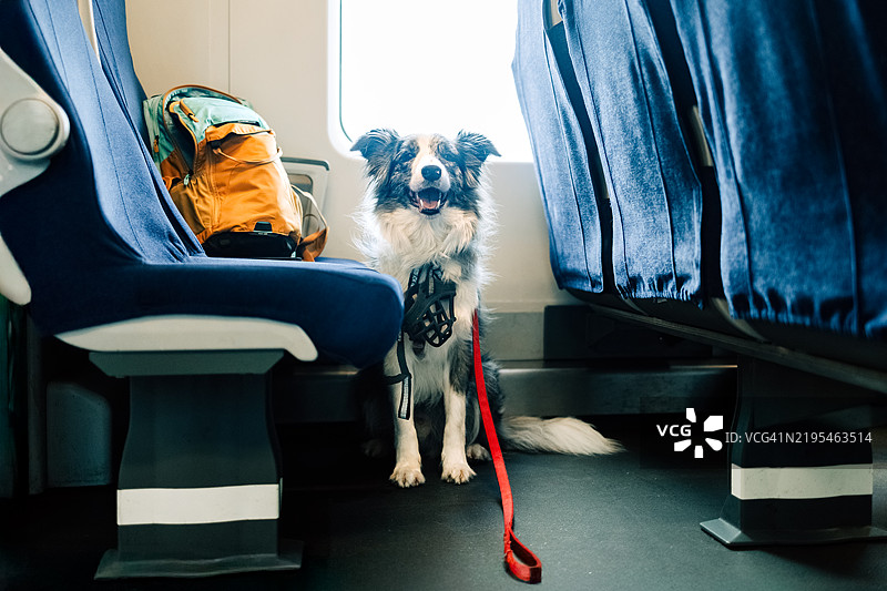 狗安静地坐在电动车里图片素材