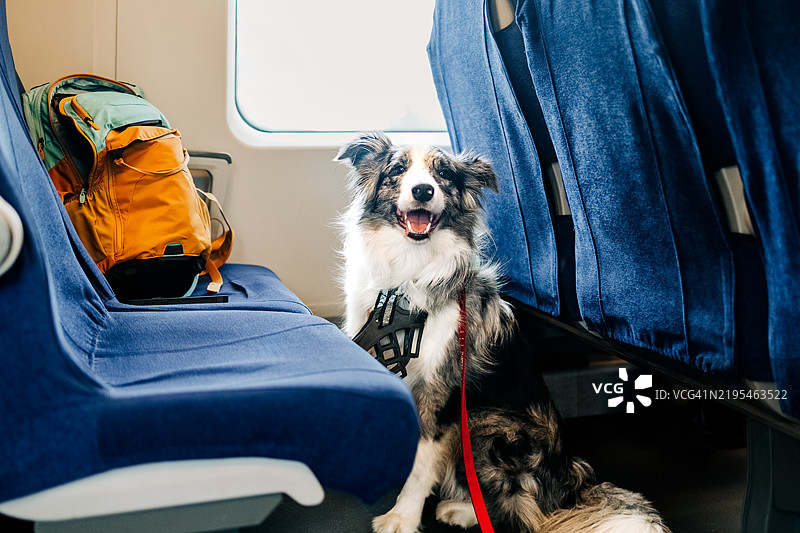 狗安静地坐在电动车里图片素材