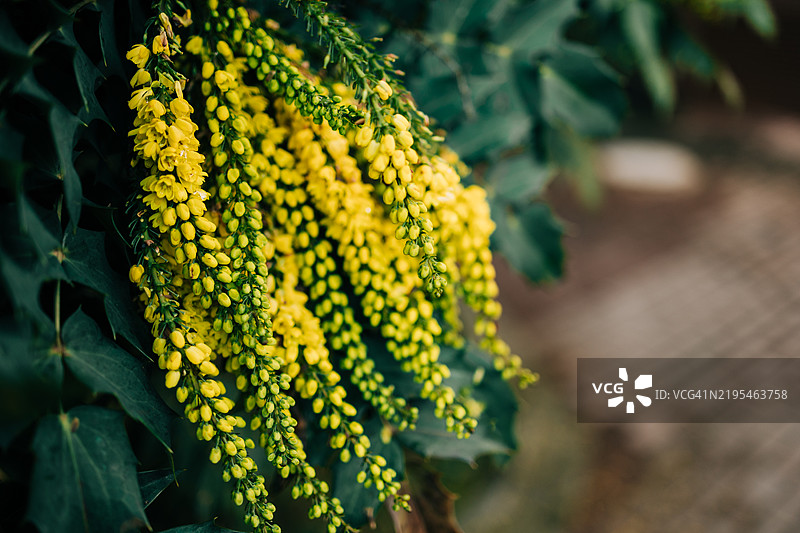 春天盛开的细腻黄色花卉灌木垂挂而下图片素材