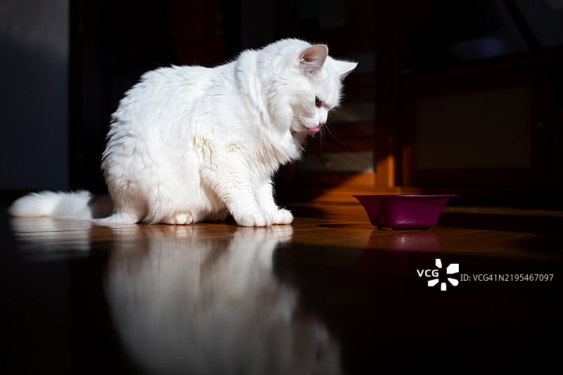 白猫舔着嘴唇，盯着碗。图片素材