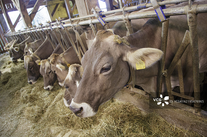 谷仓里的牲畜图片素材