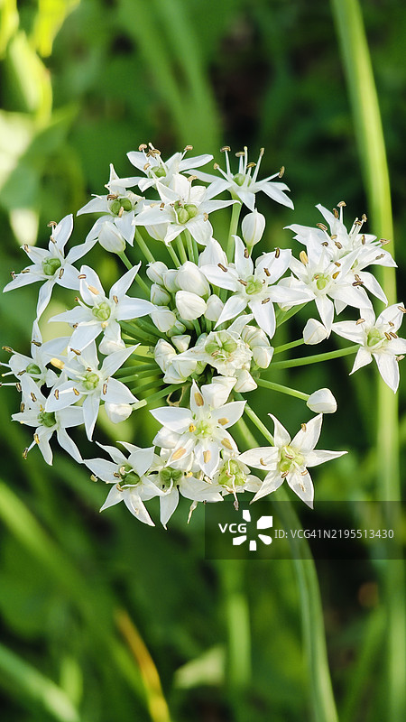 白色花朵的特写图片素材