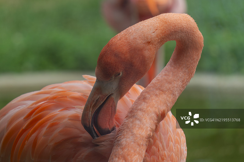 火烈鸟特写图片素材