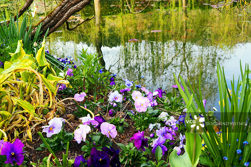 春天的花朵在池塘旁，映照着树木的倒影图片素材