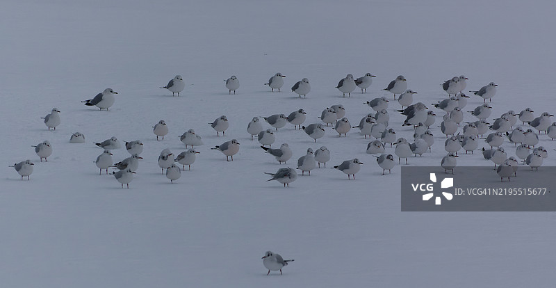 高角度视图的鸟儿栖息在雪上图片素材