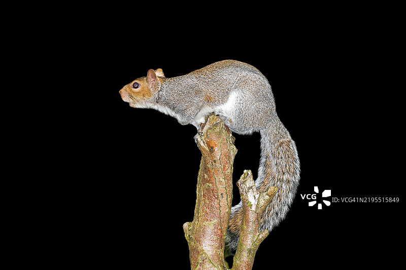 灰色松鼠在黑色背景下的树枝特写图片素材
