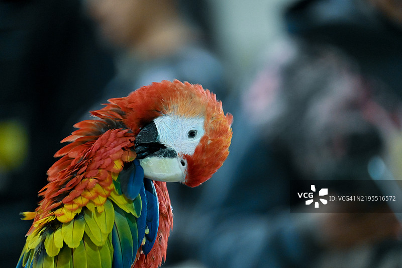 红色金色和蓝色的金刚鹦鹉特写， 美国， 美国图片素材
