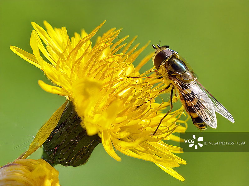 昆虫在黄色花朵上的特写，基尔科努米，乌西马，芬兰图片素材