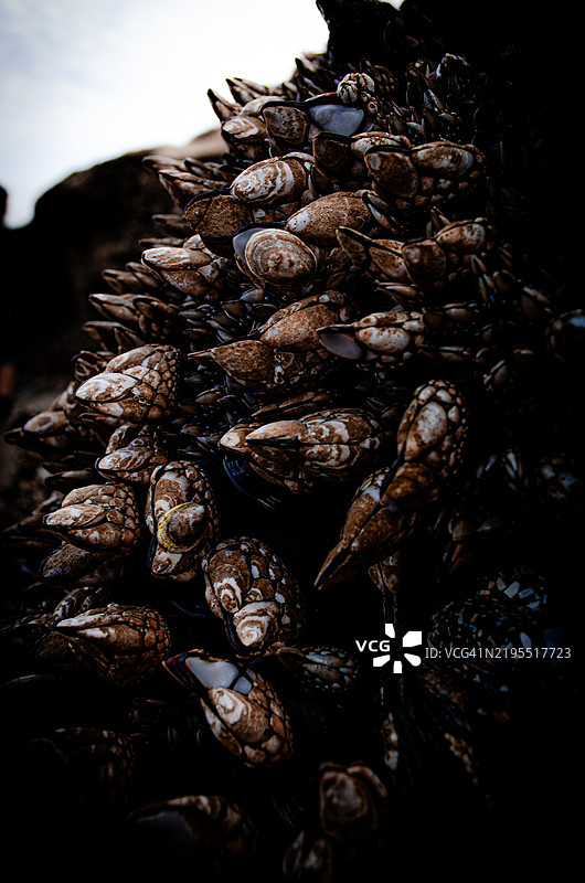 近距离拍摄的蛤蜊，俄勒冈州，美国图片素材