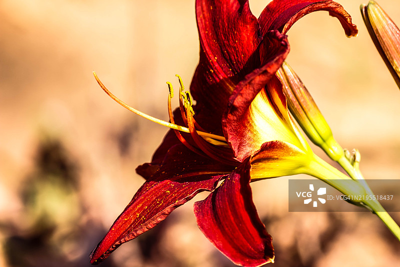 红花特写图片素材