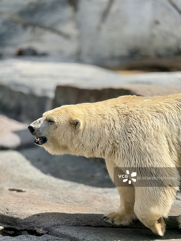 近距离拍摄的北极熊在岩石上图片素材