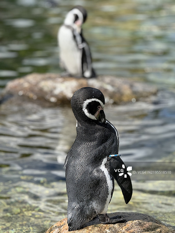 岩石上的帝王企鹅特写镜头图片素材