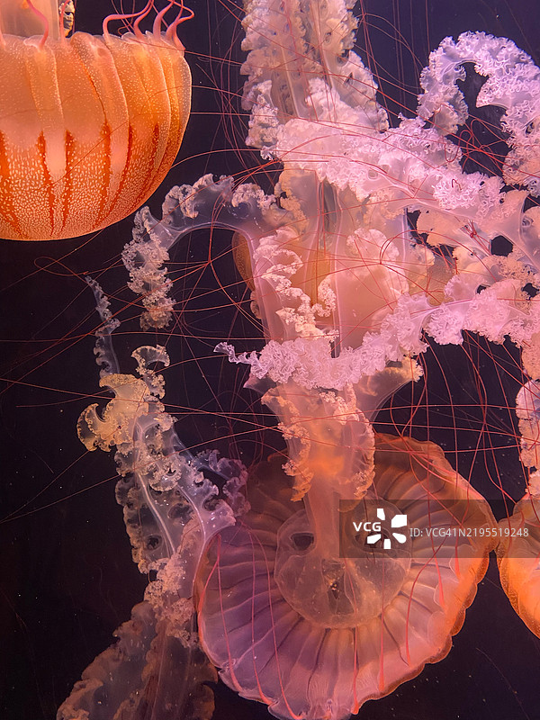 照亮的南瓜灯特写，塔尔萨，俄克拉荷马州，美国图片素材