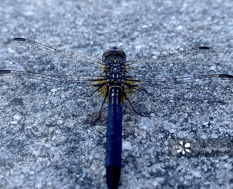 美国岩石上的蜻蜓特写图片素材