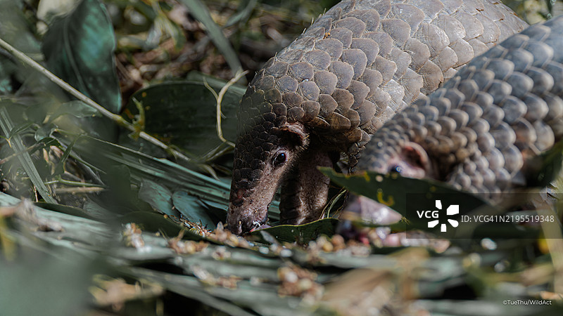 湖中乌龟的特写镜头图片素材