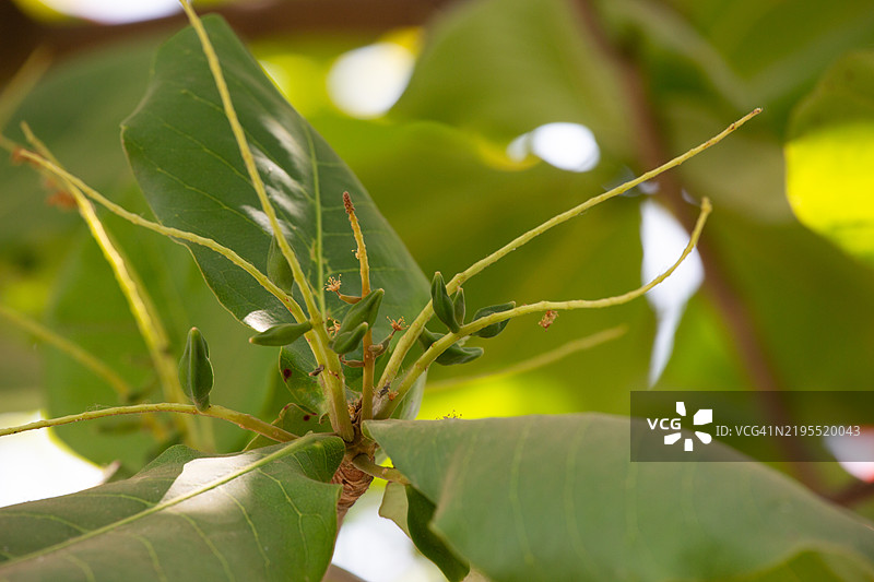 秘鲁皮乌拉曼科拉的杏树果园在阳光明媚的日子里图片素材