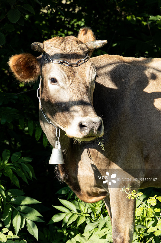 田野上牛的特写图片素材